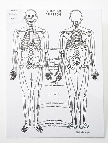 Dollhouse Miniature Skeleton Chart